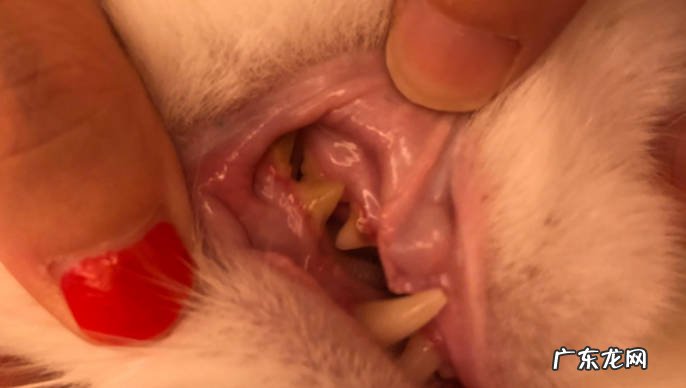 猫咪牙周炎怎么治猫咪牙周炎有什么症状