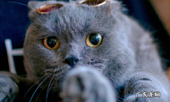 猫咪牙周炎怎么治猫咪牙周炎有什么症状