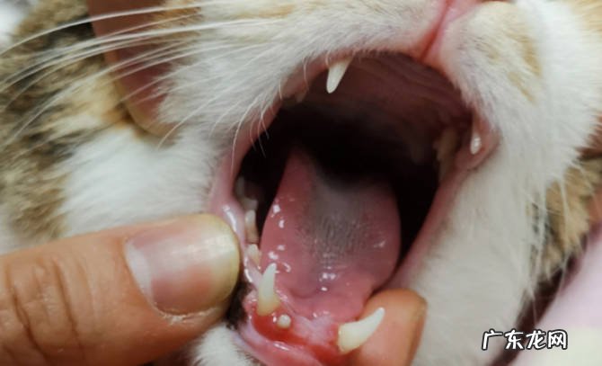 猫咪牙周炎怎么治猫咪牙周炎有什么症状