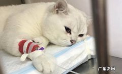 猫骨折能自愈吗 猫骨折怎么治疗