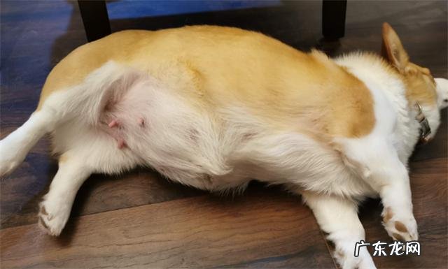 怀孕的狗狗吃什么有营养 怀孕狗狗不能吃什么