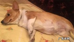 怀孕的狗狗吃什么有营养 怀孕狗狗不能吃什么