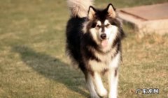 阿拉斯加是禁养犬吗养阿拉斯加需要什么办证
