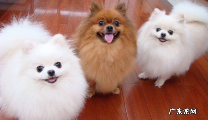 银狐犬和博美的区别 银狐犬和博美哪个好养
