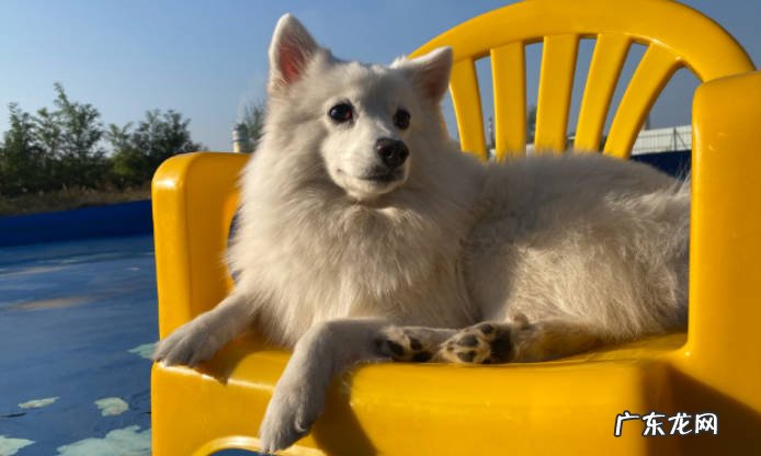 银狐犬和博美的区别 银狐犬和博美哪个好养