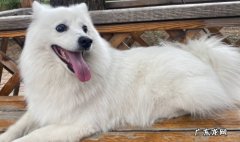 银狐犬和博美的区别 银狐犬和博美哪个好养