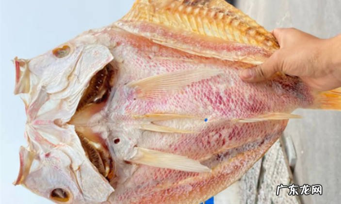 红鱼吃什么食物鱼养久了会认主人吗