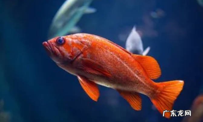 红鱼吃什么食物鱼养久了会认主人吗