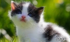 为什么猫老是半夜叫 如何防止猫半夜叫