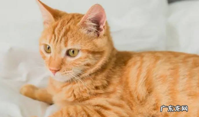 为什么猫老是半夜叫 如何防止猫半夜叫