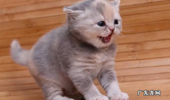 为什么猫老是半夜叫 如何防止猫半夜叫