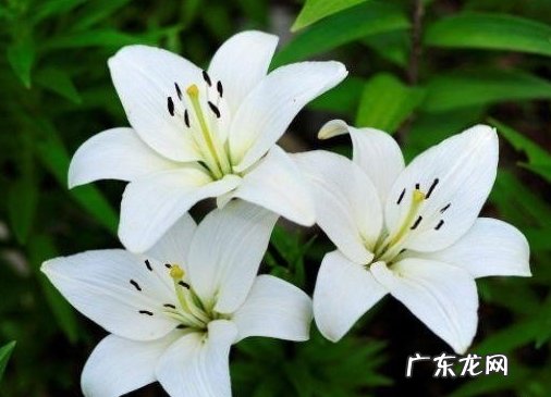 肥沃的土壤 百合花的种植条件