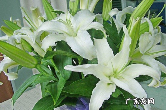 肥沃的土壤 百合花的种植条件
