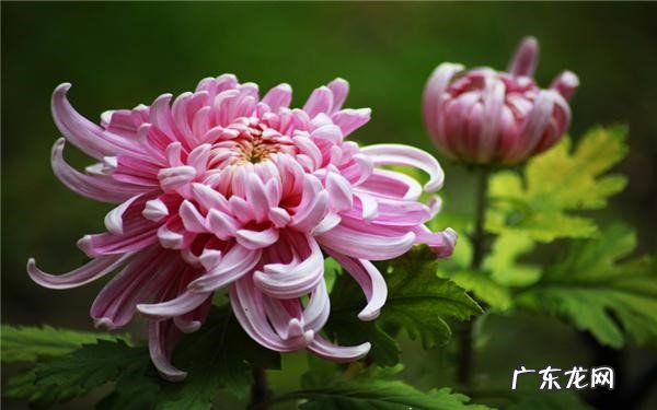 会开花 菊花春天开吗