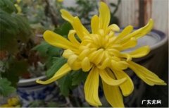 会开花 菊花春天开吗
