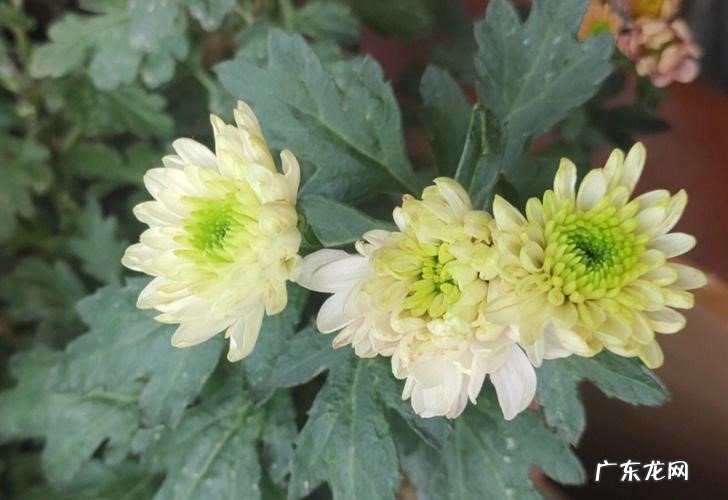 会开花 菊花春天开吗