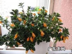 需要 金鱼吊兰能晒太阳吗