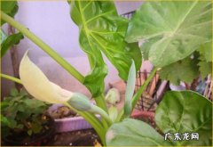 叶片有孔状结构 为什么滴水观音会滴水