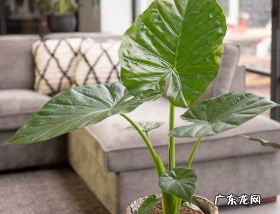 叶片有孔状结构 为什么滴水观音会滴水