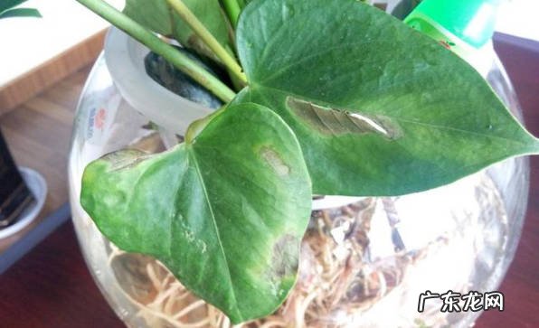 闷根烂根 夏季的红掌花会出现什么问题