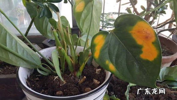 闷根烂根 夏季的红掌花会出现什么问题