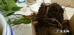 闷根烂根 夏季的红掌花会出现什么问题