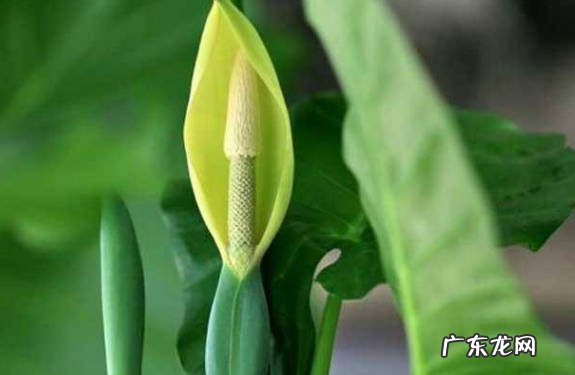 施肥 如何促进滴水观音开花