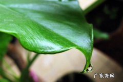 施肥 如何促进滴水观音开花