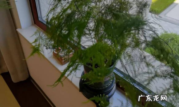 可以 文竹会开花吗