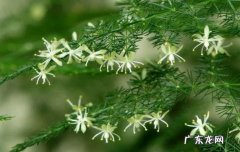 可以 文竹会开花吗