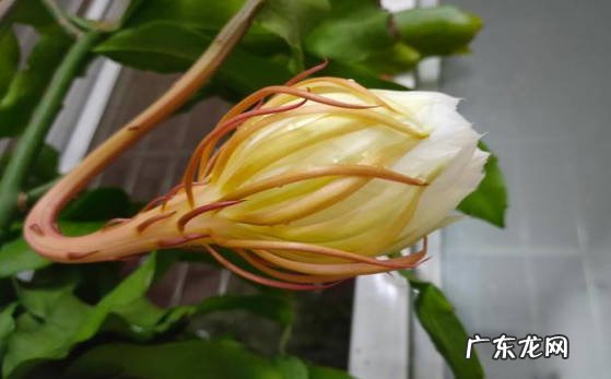 正常 昙花长出的长杆怎么回事