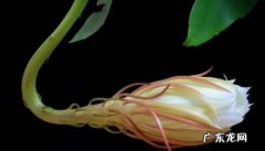 正常 昙花长出的长杆怎么回事