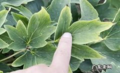 频繁浇水 牡丹花叶子黄了为什么