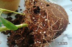 光照充足 盆栽鸭掌木要注意什么