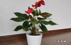 光照 红掌花不红了变淡了怎么回事