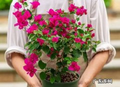 频繁搬花盆 为什么夏天的三角梅容易掉花苞