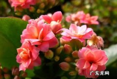 长寿花 养花可以从哪些品种入手