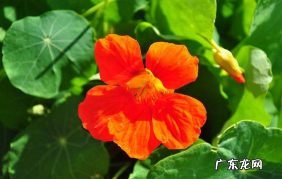 五度 旱金莲耐寒多少度