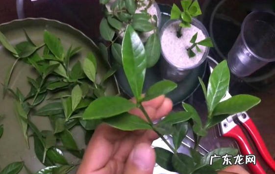 能 栀子花能插活吗