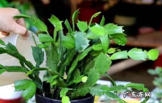 处于休眠期 蟹爪兰叶子软塌塌的怎么回事