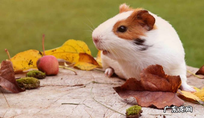 兔子和仓鼠能一起养吗 兔子和仓鼠哪个好养