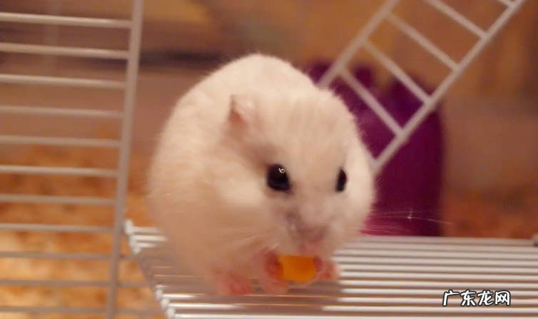 兔子和仓鼠能一起养吗 兔子和仓鼠哪个好养