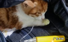 如何去辨别猫咪是否染上猫瘟 什么是猫瘟