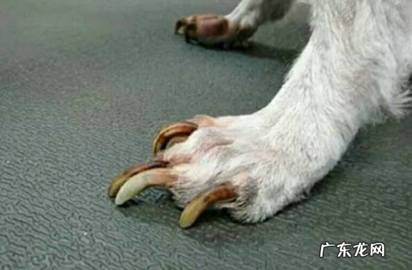 为什么狗狗不用剪指甲 狗狗不剪指甲坏处