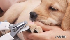 为什么狗狗不用剪指甲 狗狗不剪指甲坏处