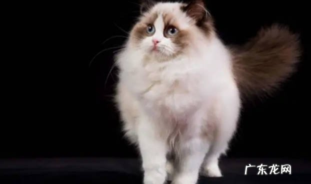 为什么大家更喜欢品种猫品种猫和本土猫有什么区别
