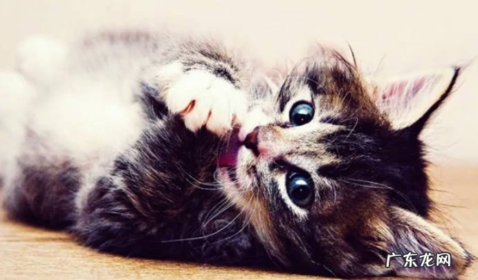 得了狂犬病的猫有什么症状呢得了狂犬病的猫能活多久