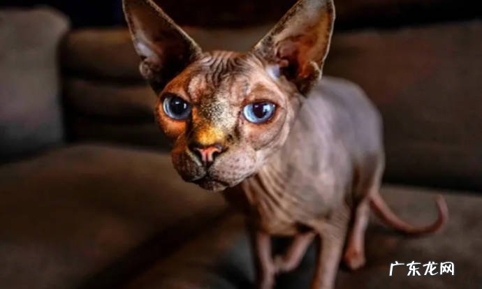 得了狂犬病的猫有什么症状呢得了狂犬病的猫能活多久