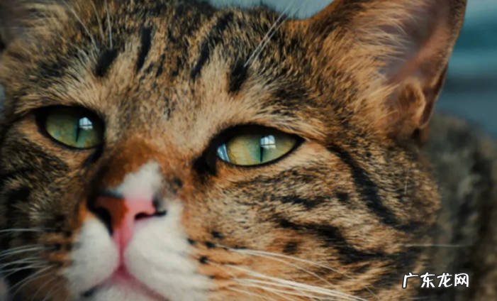 得了狂犬病的猫有什么症状呢得了狂犬病的猫能活多久