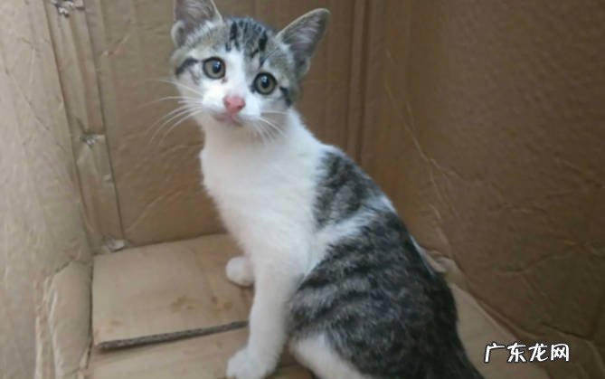 三个月的小猫感冒了吃什么药 预防小猫感冒要注意什么